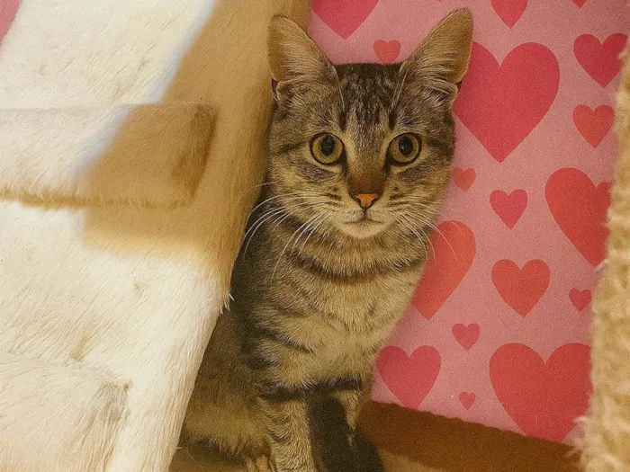 Gato ra a SRD-ViraLata idade 2 a 6 meses nome Antonia 