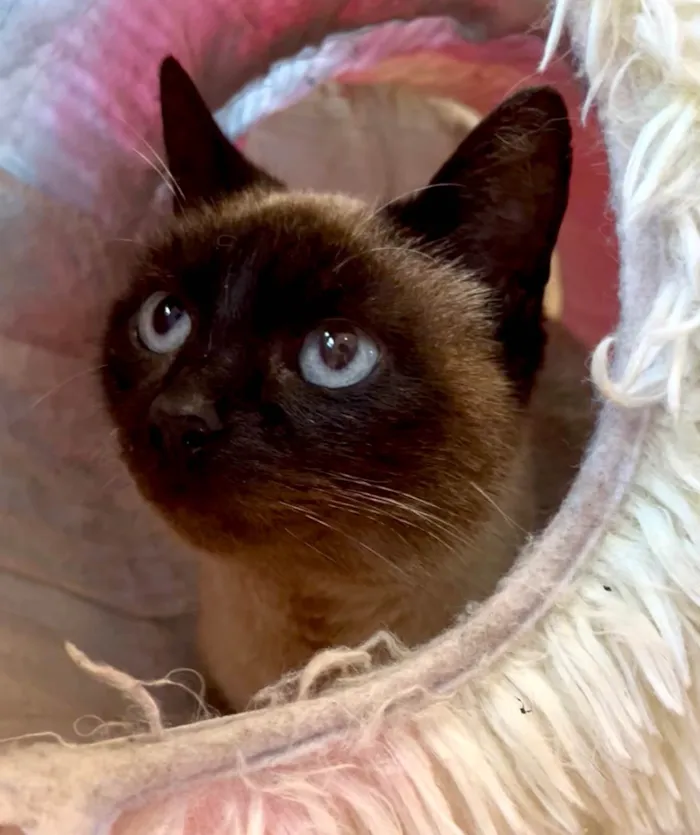 Gato ra a SRD-ViraLata idade 2 a 6 meses nome Antonia 