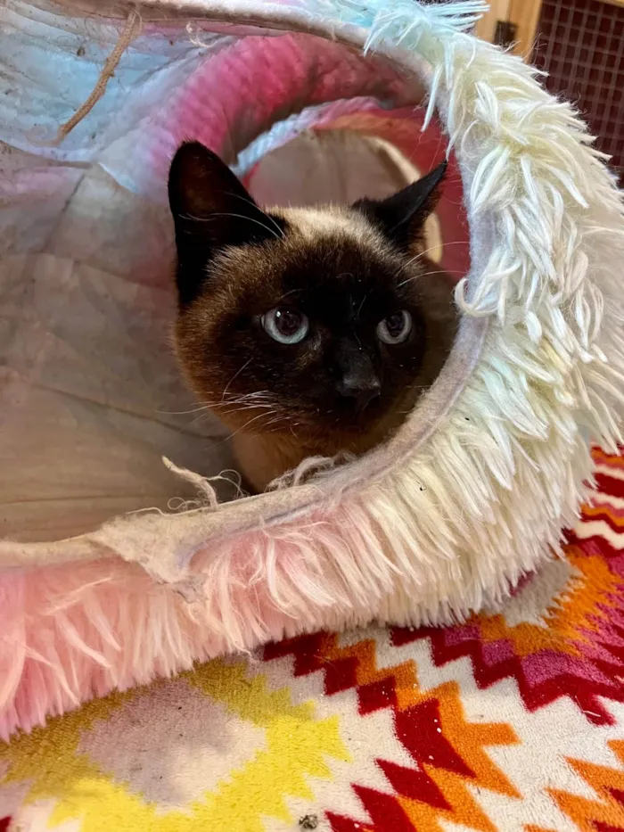 Gato ra a SRD-ViraLata idade 2 a 6 meses nome Antonia 