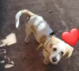 Paloma