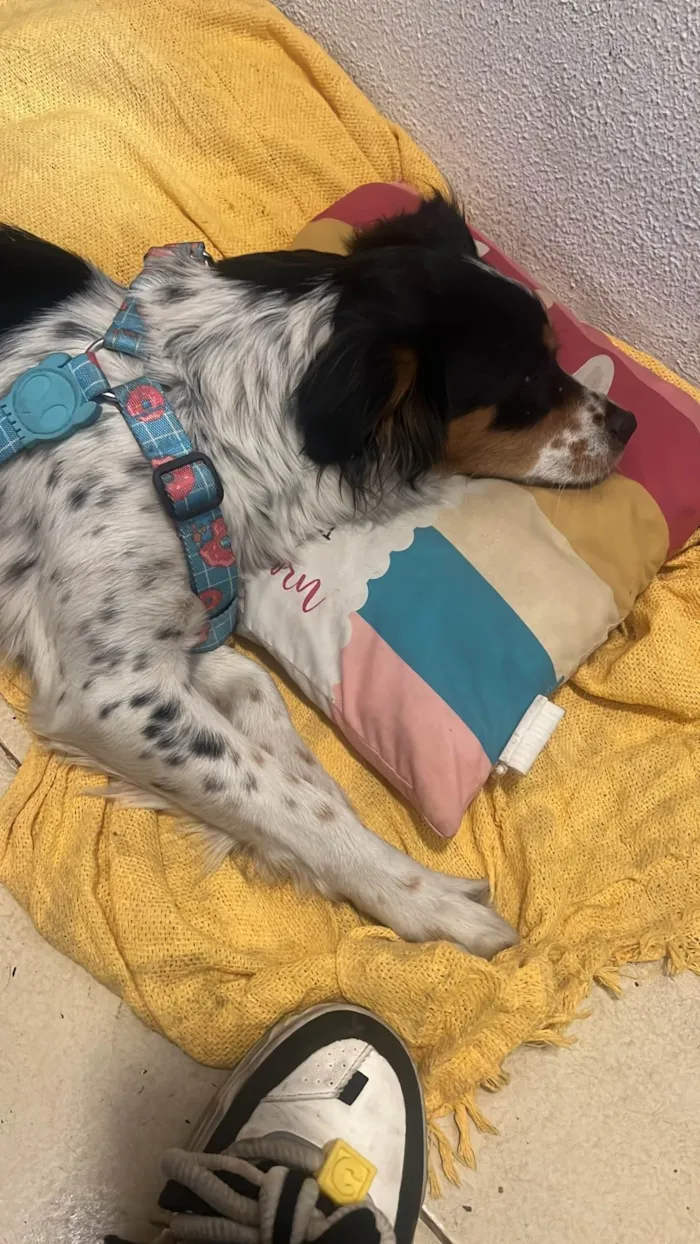 Cachorro ra a SRD-ViraLata idade 2 anos nome Tatau (nome temporário)