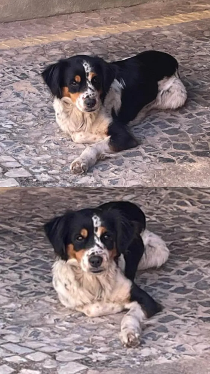 Cachorro ra a SRD-ViraLata idade 2 anos nome Tatau (nome temporário)