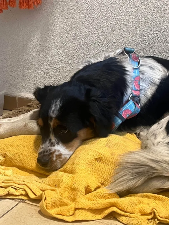 Cachorro ra a SRD-ViraLata idade 2 anos nome Tatau (nome temporário)