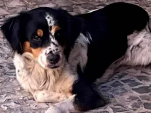 Cachorro raça SRD-ViraLata idade 2 anos nome Tatau (nome temporário)