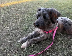 Cachorro raça SRD-ViraLata idade 3 anos nome sofi srd mestiça - urgente - estou com ordem de despejo 