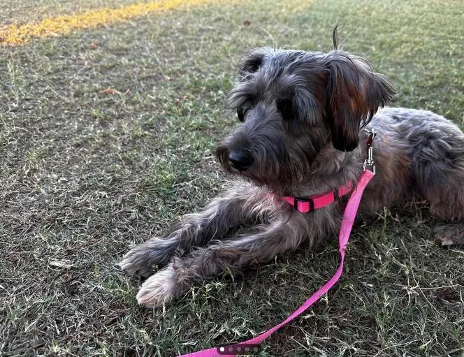 Cachorro ra a SRD-ViraLata idade 3 anos nome sofi srd mestiça - urgente - estou com ordem de despejo 