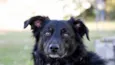 menino - mestiço cocker e border collie