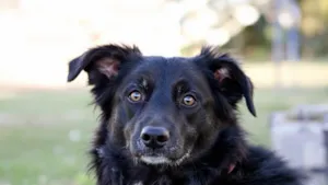 Cachorro raça SRD-ViraLata idade 3 anos nome menino - mestiço cocker e border collie