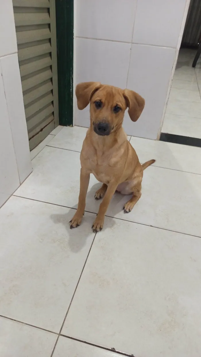 Cachorro ra a SRD-ViraLata idade 7 a 11 meses nome Bella