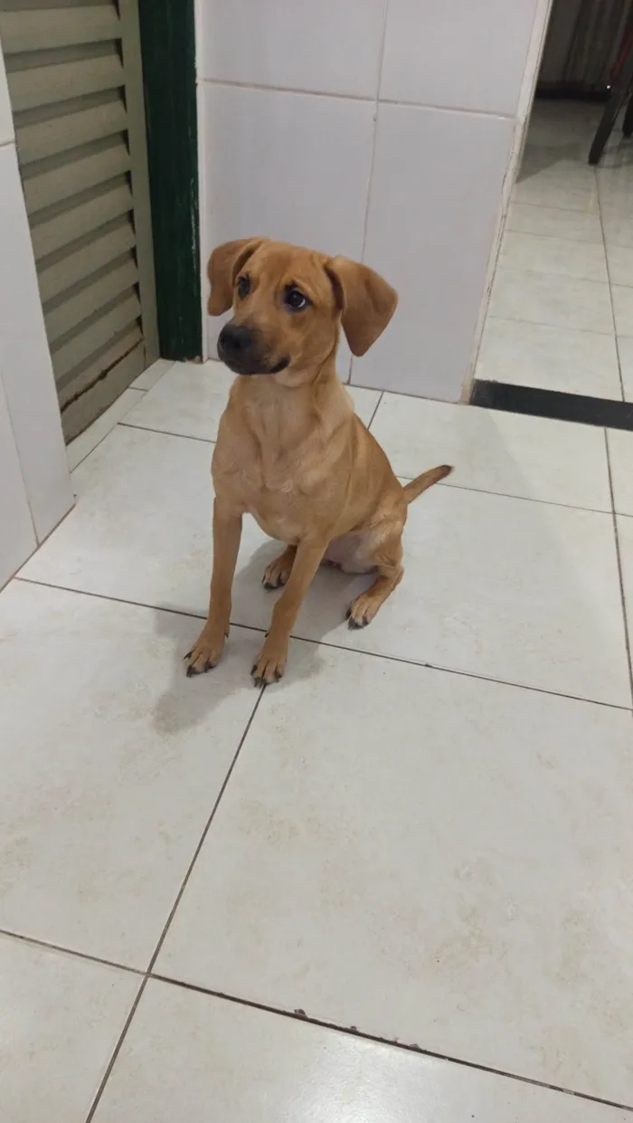 Cachorro ra a SRD-ViraLata idade 7 a 11 meses nome Bella