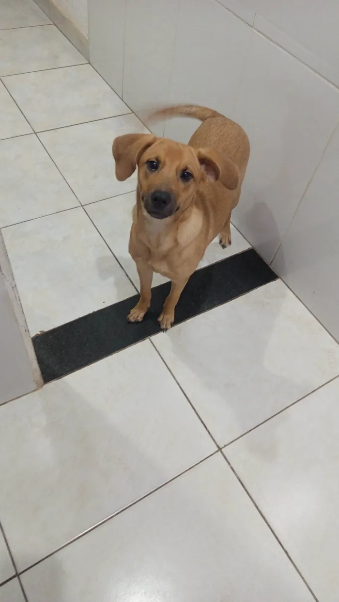Cachorro ra a SRD-ViraLata idade 7 a 11 meses nome Bella