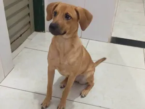 Cachorro raça SRD-ViraLata idade 7 a 11 meses nome Bella