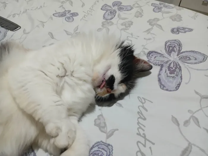 Gato ra a SRD-ViraLata idade 1 ano nome Lina