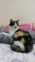 Lina