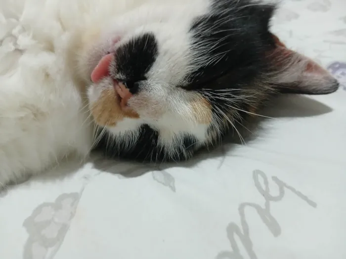 Gato ra a SRD-ViraLata idade 1 ano nome Lina