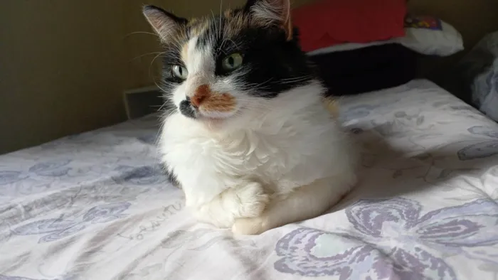 Gato ra a SRD-ViraLata idade 1 ano nome Lina