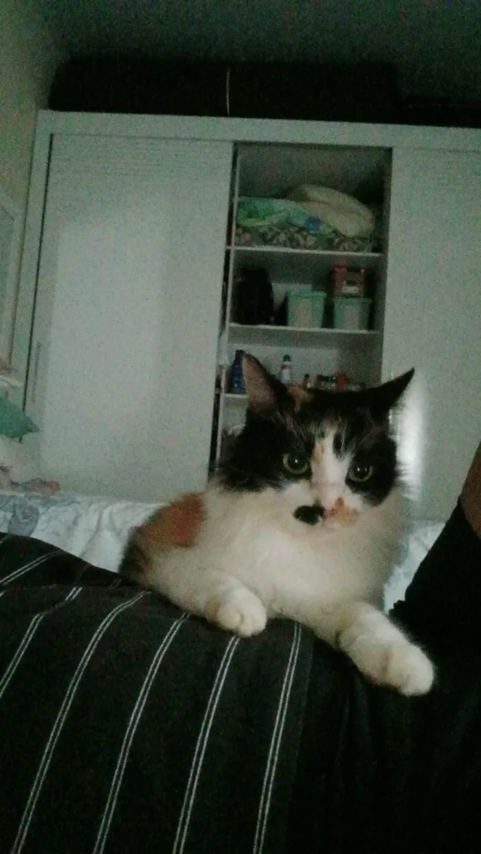Gato ra a SRD-ViraLata idade 1 ano nome Lina
