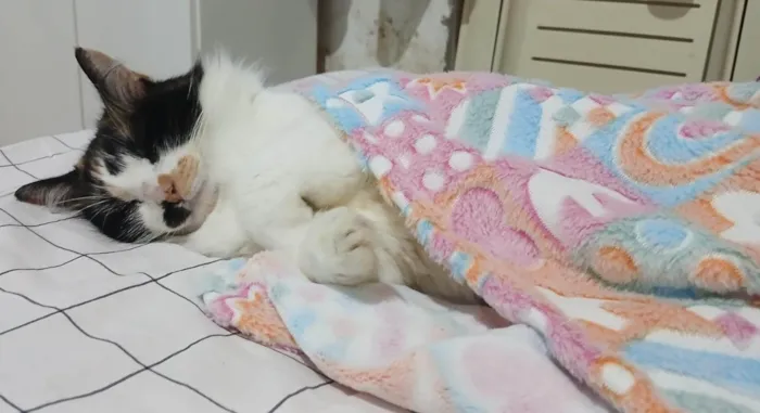Gato ra a SRD-ViraLata idade 1 ano nome Lina