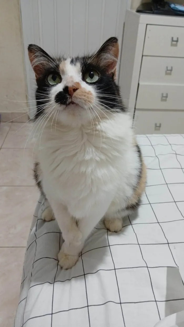 Gato ra a SRD-ViraLata idade 1 ano nome Lina
