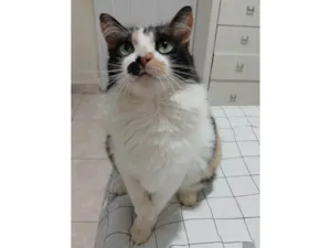 Gato raça SRD-ViraLata idade 1 ano nome Lina