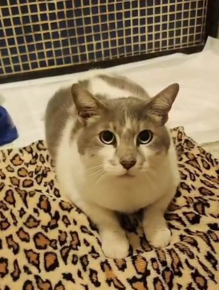 Gato ra a SRD-ViraLata idade 3 anos nome Mingau