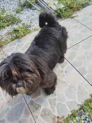 Cachorro raça SRD-ViraLata idade 6 ou mais anos nome Cacau