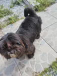 Cacau