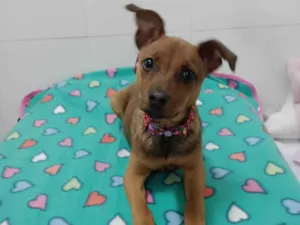 Cachorro raça SRD-ViraLata idade 2 a 6 meses nome Mila 