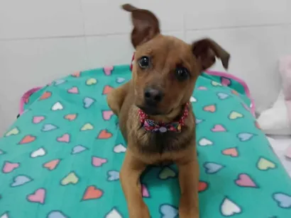 Cachorro raça SRD-ViraLata idade 2 a 6 meses nome Mila 
