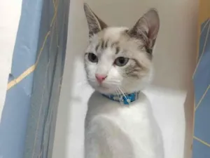 Gato raça SRD-ViraLata idade 2 a 6 meses nome George 