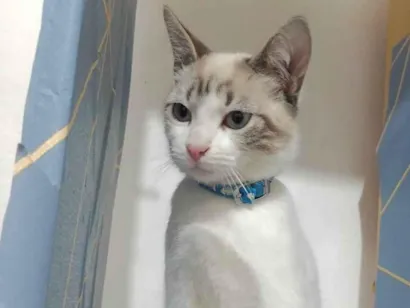 Gato raça SRD-ViraLata idade 2 a 6 meses nome George 