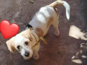 Cachorro raça SRD-ViraLata idade 7 a 11 meses nome Paloma