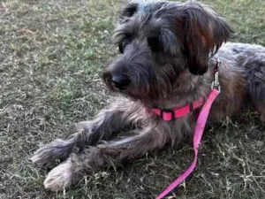 Cachorro raça SRD-ViraLata idade 3 anos nome sofi srd mestiça - urgente - estou com ordem de despejo 