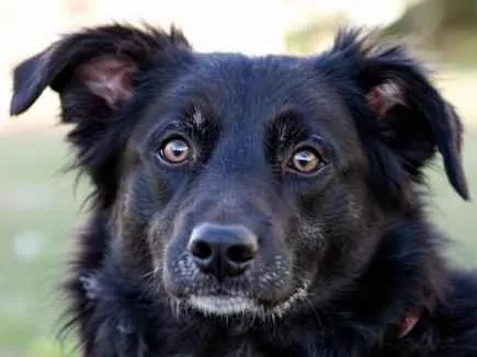 Cachorro ra a SRD-ViraLata idade 3 anos nome menino - mestiço cocker e border collie