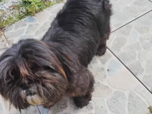 Cachorro raça SRD-ViraLata idade 6 ou mais anos nome Cacau