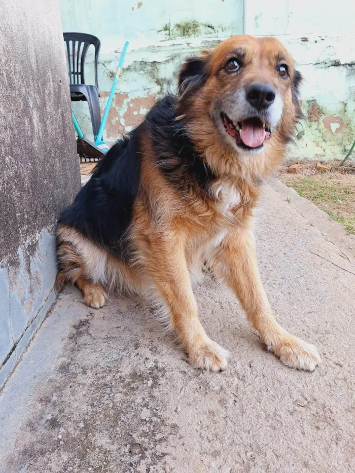 Cachorro ra a Pastor Alemão idade 5 anos nome HARU 