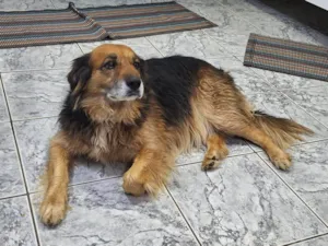 Cachorro raça Pastor Alemão idade 5 anos nome HARU