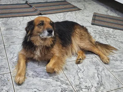 Cachorro raça Pastor Alemão idade 5 anos nome HARU 