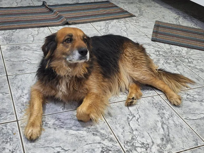 Cachorro ra a Pastor Alemão idade 5 anos nome HARU 
