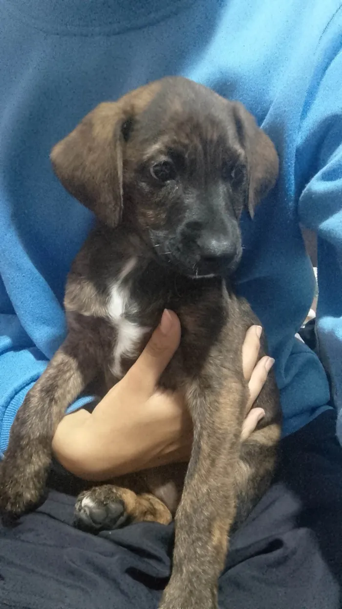 Cachorro ra a SRD-ViraLata idade 2 a 6 meses nome Polly