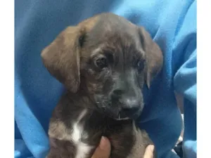 Cachorro raça SRD-ViraLata idade 2 a 6 meses nome Polly