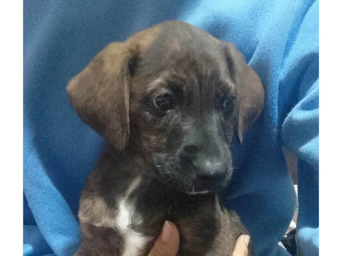 Cachorro ra a SRD-ViraLata idade 2 a 6 meses nome Polly