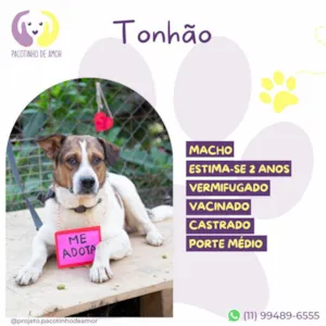 Cachorro raça SRD-ViraLata idade 2 anos nome Tonhão 