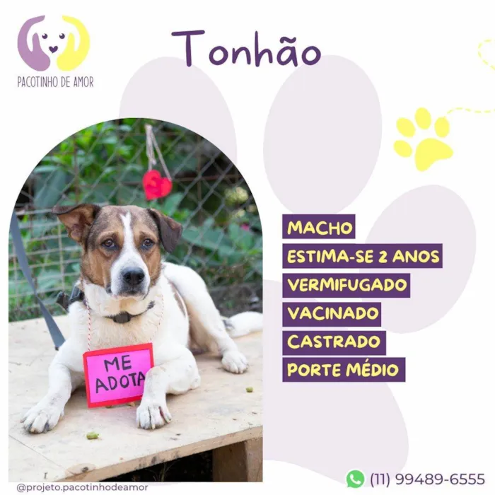 Cachorro ra a SRD-ViraLata idade 2 anos nome Tonhão 