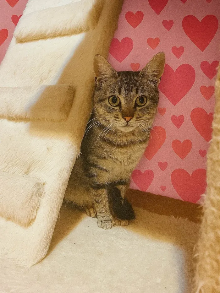 Gato ra a SRD-ViraLata idade 2 a 6 meses nome Antonia 