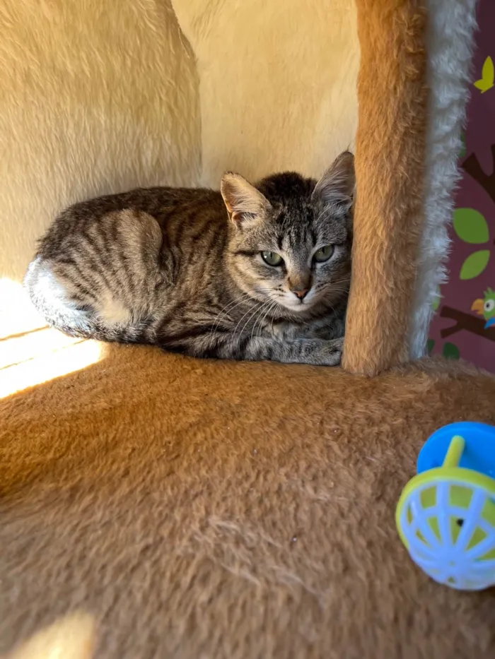 Gato ra a SRD-ViraLata idade 2 a 6 meses nome Antonia 