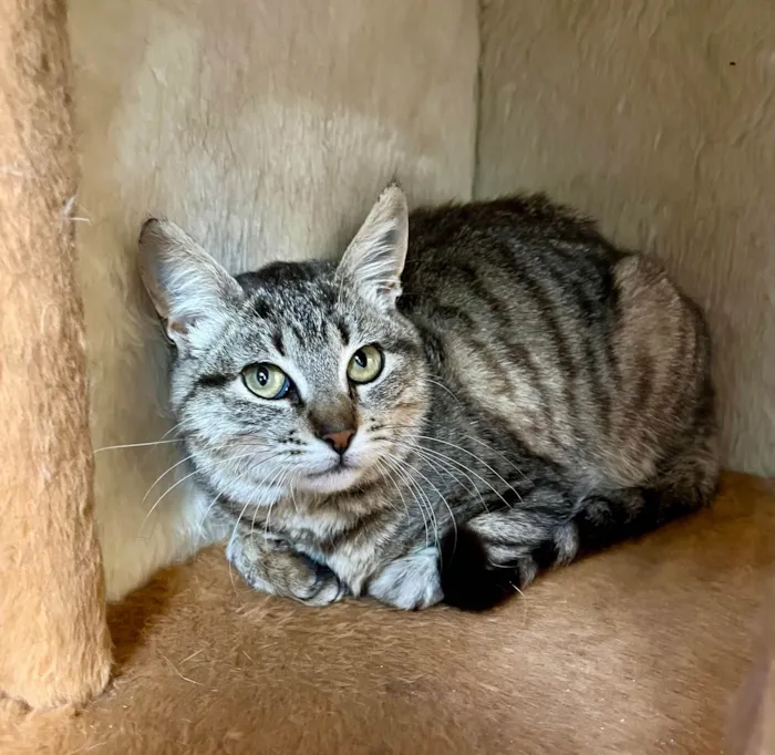 Gato ra a SRD-ViraLata idade 2 a 6 meses nome Antonia 