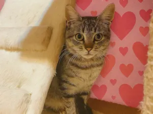 Gato raça SRD-ViraLata idade 2 a 6 meses nome Antonia 