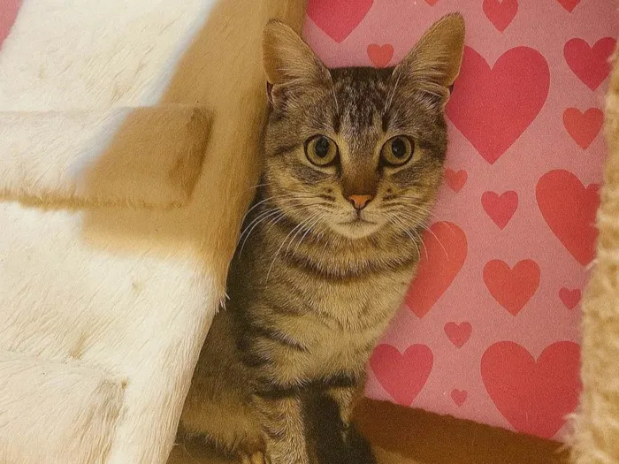 Gato ra a SRD-ViraLata idade 2 a 6 meses nome Antonia 