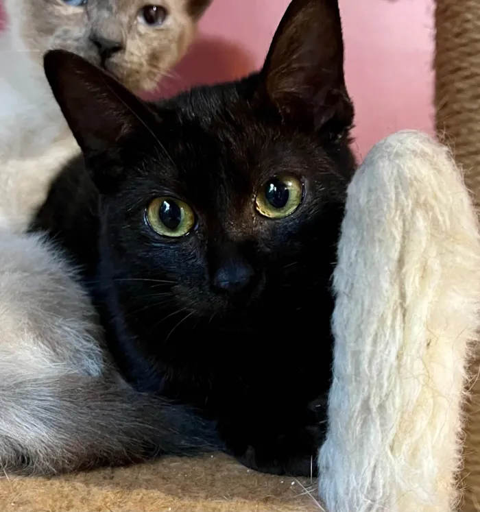 Gato ra a SRD-ViraLata idade 2 a 6 meses nome Olga
